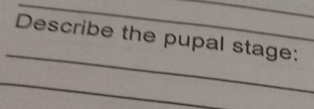 Describe the pupal stage: 
_ 
_