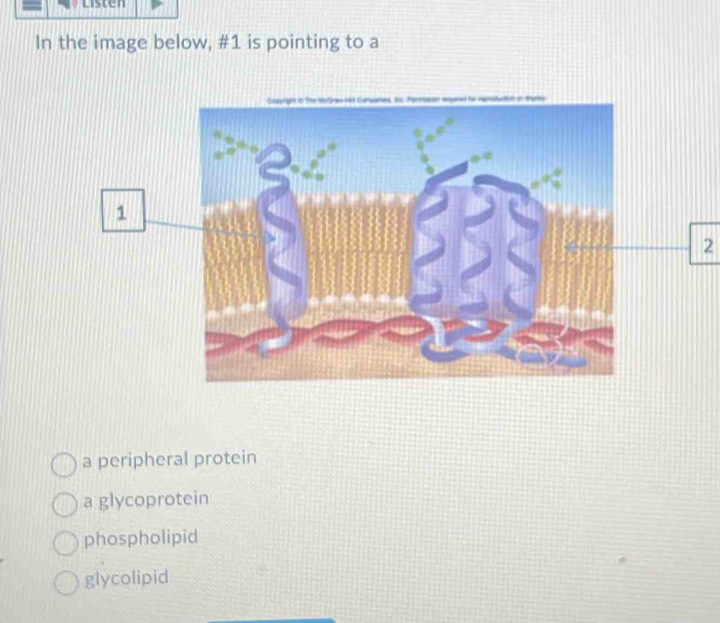 Listen
In the image below, # 1 is pointing to a
1
2
a peripheral protein
a glycoprotein
phospholipid
glycolipid