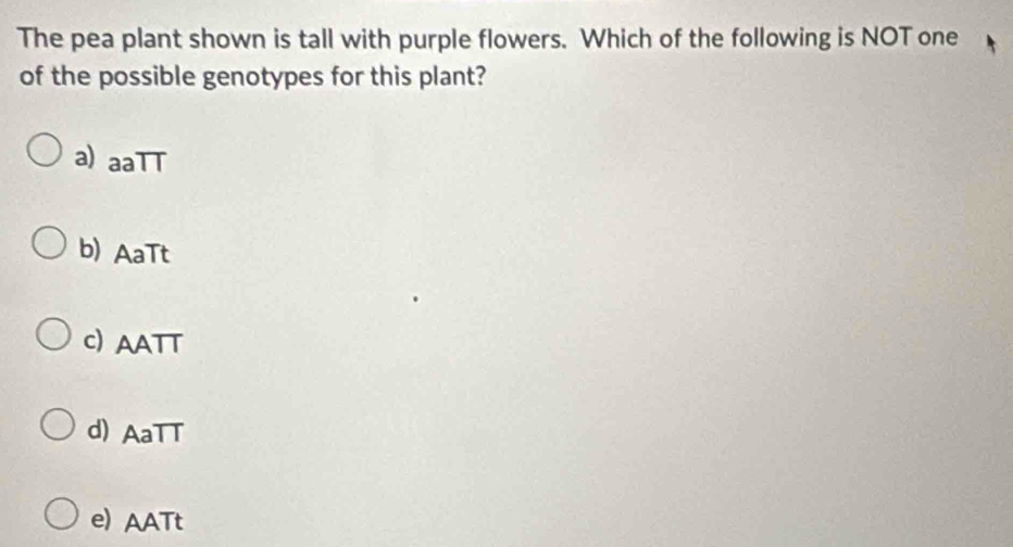 The pea plant shown is tall with purple flowers. Which of the following is NOT one
of the possible genotypes for this plant?
a) aaTT
b) AaTt
c) AATT
d) AaTT
e) AATt