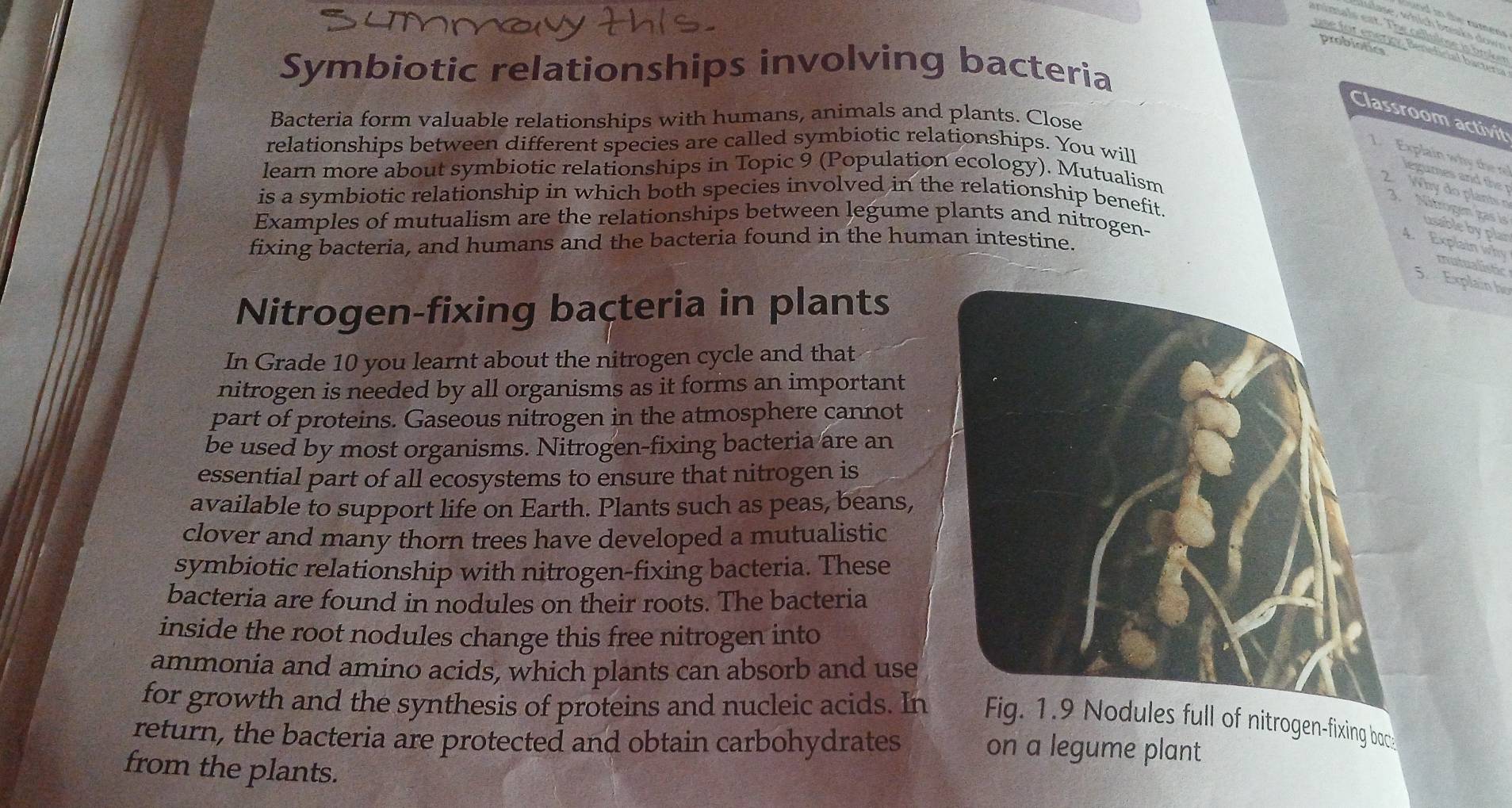 probiotics 
use for energ, Bensficial bacteria 
Symbiotic relationships involving bacteria 
Classroom activit 
Bacteria form valuable relationships with humans, animals and plants. Close 
relationships between different species are called symbiotic relationships. You will 
1. Explain why the re 
learn more about symbiotic relationships in Topic 9 (Population ecology). Mutualism 
egmes 
2. Why do plants o 
is a symbiotic relationship in which both species involved in the relationship benefit. 
3. Nîtrogen gas is usable by plan 
Examples of mutualism are the relationships between legume plants and nitrogen- 
fixing bacteria, and humans and the bacteria found in the human intestine. 
4. Explain why mutualistic 
5. Explain họ 
Nitrogen-fixing bacteria in plants 
In Grade 10 you learnt about the nitrogen cycle and that 
nitrogen is needed by all organisms as it forms an important 
part of proteins. Gaseous nitrogen in the atmosphere cannot 
be used by most organisms. Nitrogen-fixing bacteria are an 
essential part of all ecosystems to ensure that nitrogen is 
available to support life on Earth. Plants such as peas, beans, 
clover and many thorn trees have developed a mutualistic 
symbiotic relationship with nitrogen-fixing bacteria. These 
bacteria are found in nodules on their roots. The bacteria 
inside the root nodules change this free nitrogen into 
ammonia and amino acids, which plants can absorb and use 
for growth and the synthesis of proteins and nucleic acids. Infull of nitrogen-fixing back 
return, the bacteria are protected and obtain carbohydrates 
on a legume plant 
from the plants.