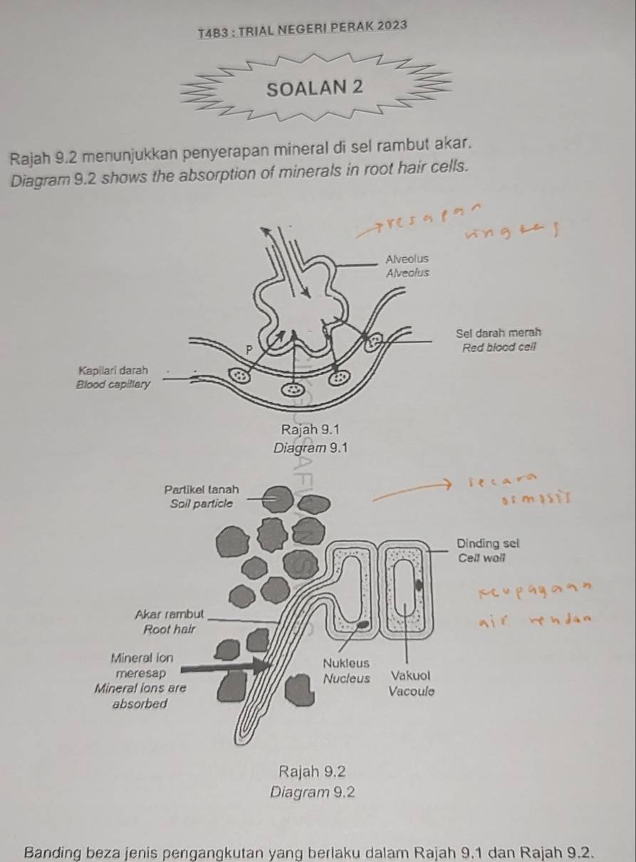 4B3 : TRIAL NEGERI PERAK 2023 
Rajah 9.2 menunjukkan penyerapan mineral di sel rambut akar. 
Diagram 9.2 shows the absorption of minerals in root hair cells. 
Banding beza jenis pengangkutan yang berlaku dalam Rajah 9.1 dan Rajah 9.2.