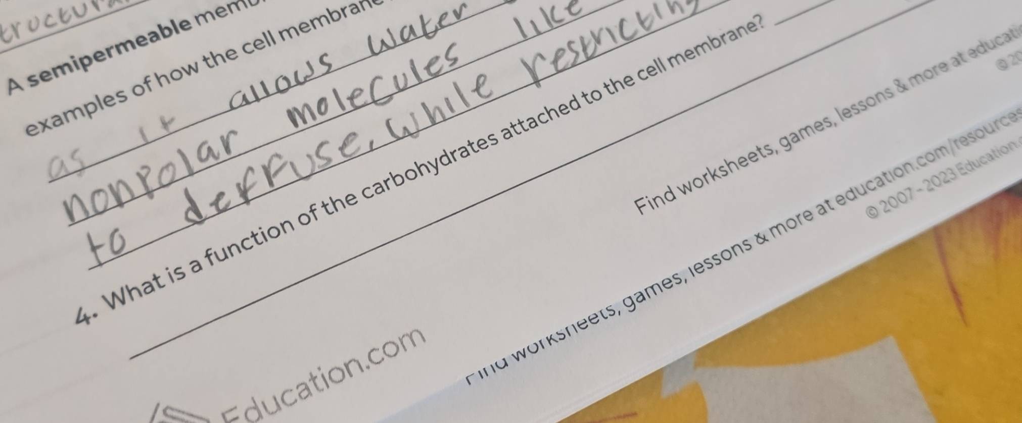 A semipermeable mêm 
@ 20 
examples of how the cell membran 
ind worksheets, games, lessons & more at educ 
What is a function of the carbohydrates attached to the cell membra 
_ 
0 2007 - 2023 Education 
nd worksneets, games, lessons & more at education.com/resou 
Education.com