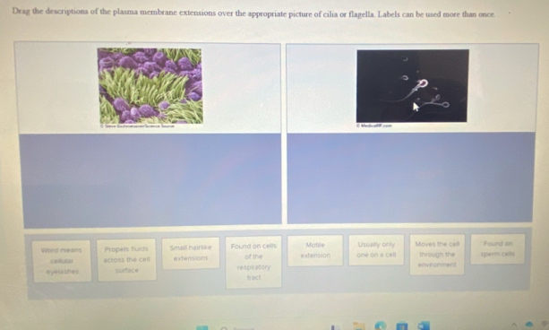 Solved: Drag the descriptions of the plasma membrane extensions over ...
