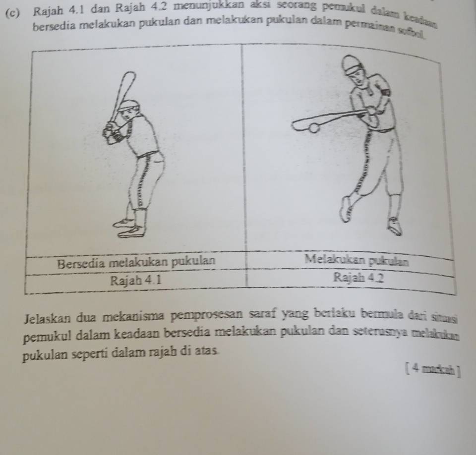 Rajah 4.1 dan Rajah 4.2 menunjukkan aksi seorang pemukul dalam keadaan 
bersedia melakukan pukulan dan melakukan pukulan dalam permainan sofbol. 
Bersedia melakukan pukulan Melakukan pukulan 
Rajah 4.1 Rajah 4.2 
Jelaskan dua mekanisma pemprosesan saraf yang berlaku bermula dari situsi 
pemukul dalam keadaan bersedia melakukan pukulan dan seterusnya melakukan 
pukulan seperti dalam rajah di atas 
[ 4 markah ]