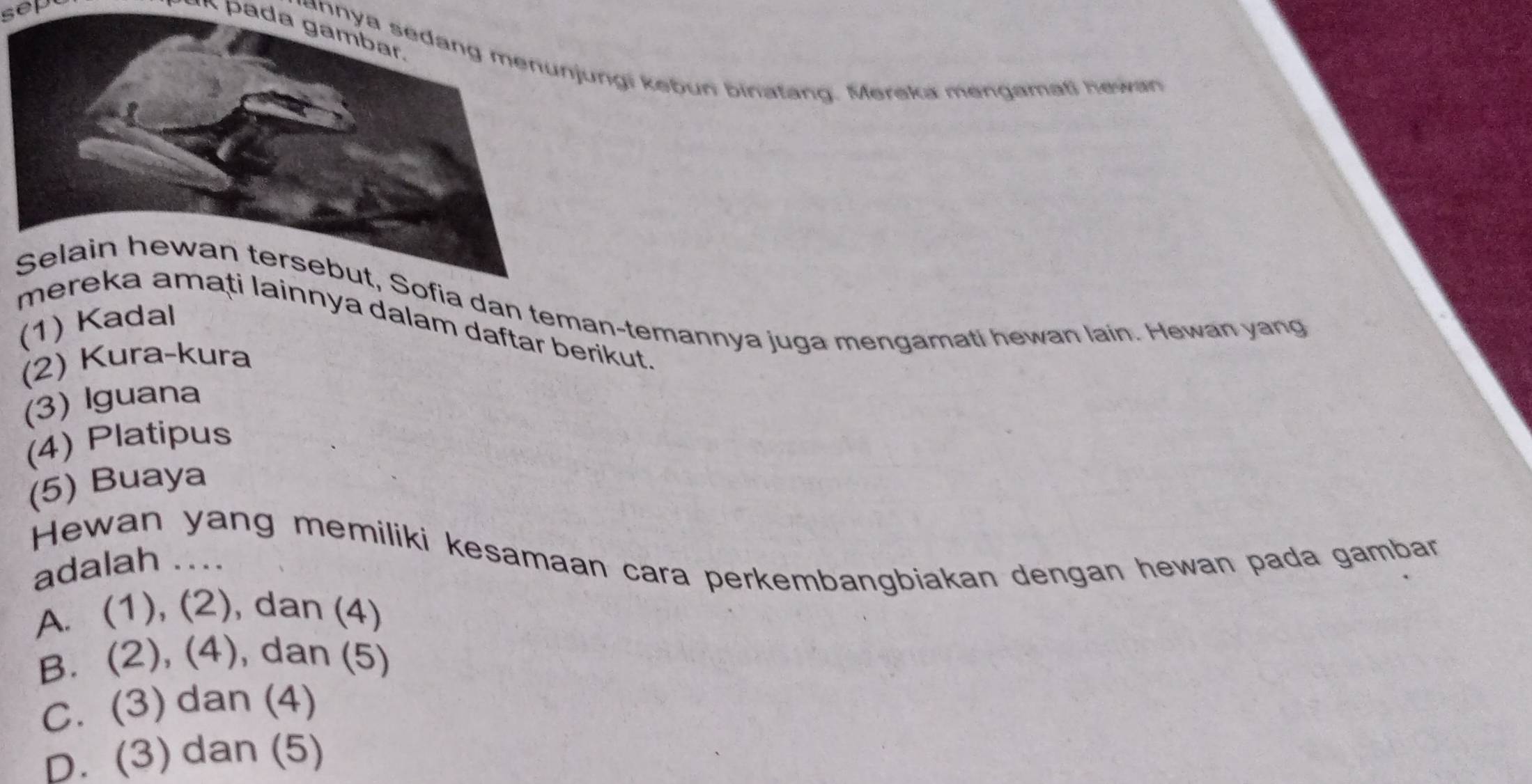 sep
* « pada gambar.
Jannya sedang menunjungi kebun binatang. Mereka mengamati hewan
dan teman-temannya juga mengamati hewan lain. Hewan yang
(1) Kadal
ya dalam daftar berikut.
(2) Kura-kura
(3) Iguana
(4) Platipus
(5) Buaya
Hewan yang memiliki kesamaan cara perkembangbiakan dengan hewan pada gambar
adalah ....
A. (1), (2), dan (4)
B. (2), (4), dan (5)
C. (3) dan (4)
D. (3) dan (5)