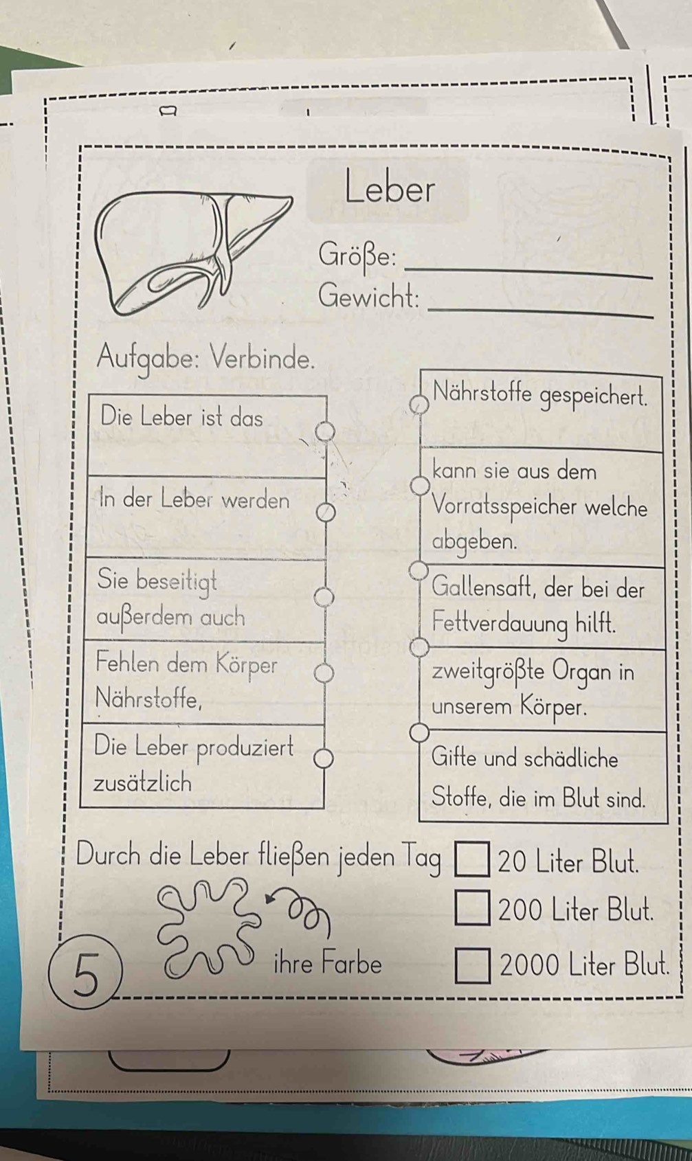 A 
1 
Leber 
Größe:_ 
_ 
Gewicht: 
Aufgabe: Verbinde. 
Nährstoffe gespeichert. 
kann sie aus dem 
Vorratsspeicher welche 
abgeben. 
Gallensäft, der bei der 
Fettverdauung hilft. 
zweitgrößte Organ in 
unserem Körper. 
Gifte und schädliche 
Stoffe, die im Blut sind. 
Durch die Leber fließen jeden Tag 20 Liter Blut.
200 Liter Blut. 
5 
ihre Farbe 2000 Liter Blut.