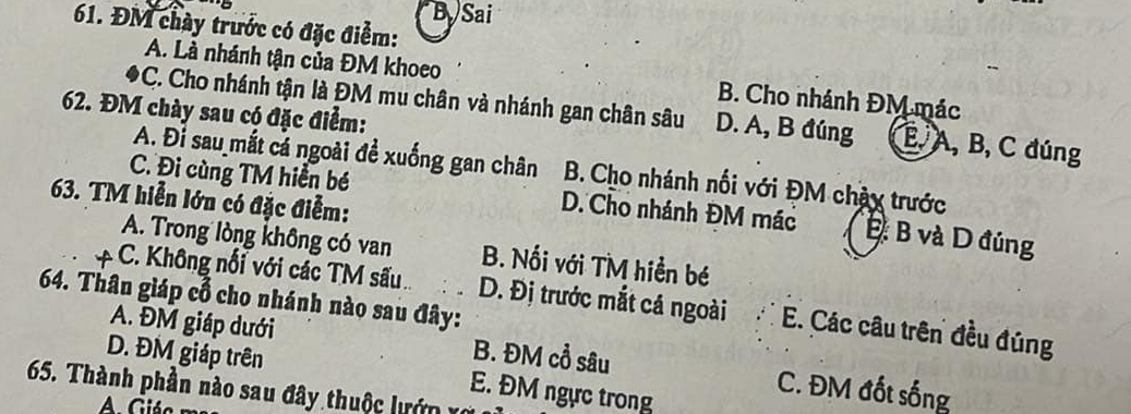 B Sai
61. ĐM chày trước có đặc điểm:
A. Là nhánh tận của ĐM khoeo B. Cho nhánh ĐM mác
62. ĐM chày sau có đặc điểm:
*C. Cho nhánh tận là ĐM mu chân và nhánh gan chân sâu D. A, B đúng E A, B, C đúng
A. Đỉ sau mắt cả ngoài đề xuống gan chân B. Cho nhánh nối với ĐM chảy trước
63. TM hiển lớn có đặc điểm:
C. Đi cùng TM hiền bé D. Cho nhánh ĐM mác B B và D đúng
A. Trong lòng không có van B. Nối với TM hiền bé
A C. Không nối với các TM sấu 
64. Thân giáp cổ cho nhánh nào sau đây: D. Đị trước mắt cá ngoài E. Các câu trên đều đúng
A. ĐM giáp dưới B. ĐM cổ sâu C. ĐM đốt sống
D. ĐM giáp trên E. ĐM ngực trong
65. Thành phần nào sau đây thuộc lướn xo
A. Giác