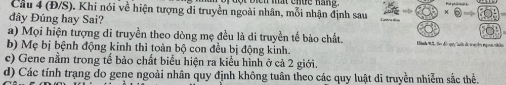 ot blen mat cnứe hang.
Câu 4 (Đ/S). Khi nói về hiện tượng di truyền ngoài nhân, mỗi nhận định sau
×
đây Đúng hay Sai?
a) Mọi hiện tượng di truyền theo dòng mẹ đều là di truyền tế bào chất. Hình 9:2. Sơ đồ quy luất di truyền ngoài nhân
b) Mẹ bị bệnh động kinh thì toàn bộ con đều bị động kinh.
c) Gene nằm trong tế bào chất biểu hiện ra kiểu hình ở cả 2 giới.
d) Các tính trạng do gene ngoài nhân quy định không tuân theo các quy luật di truyền nhiễm sắc thể.