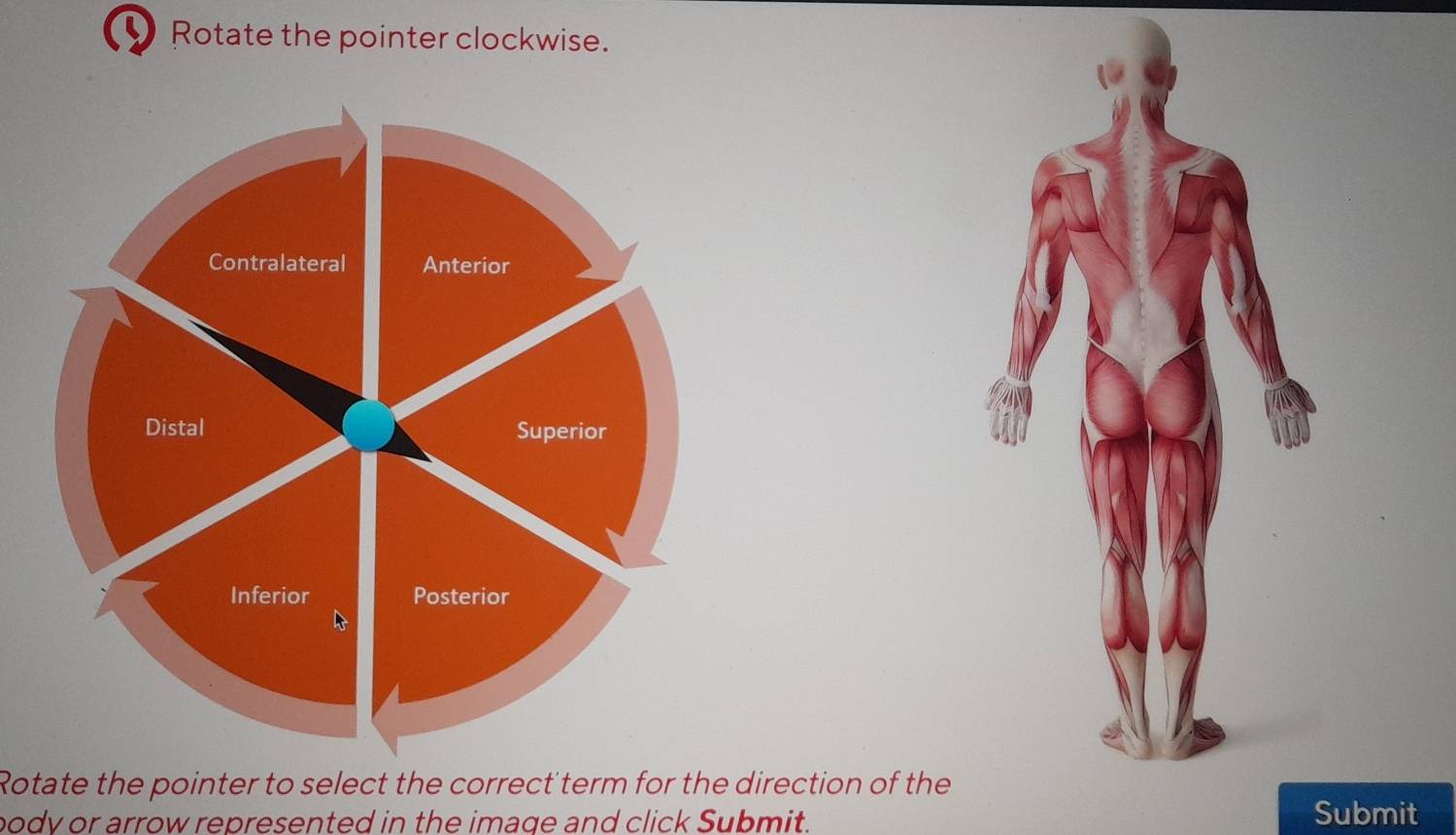 Rotate the pointer clockwise. 
Rotate the pointer to select the correct term for the direction of the 
body or arrow represented in the image and click Submit. Submit