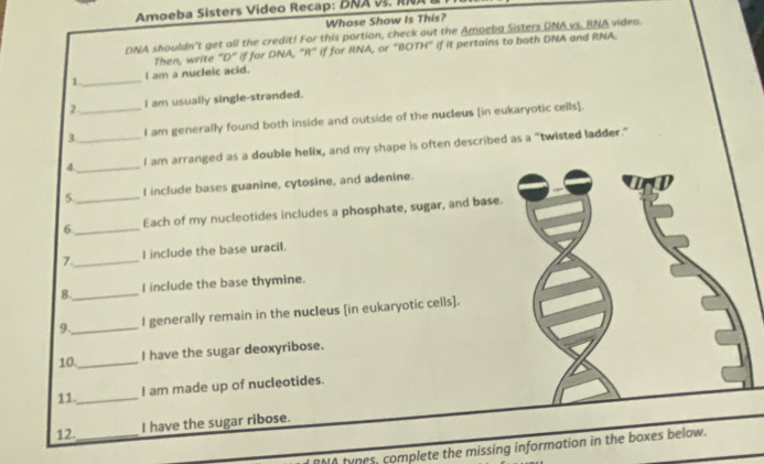 Amoeba Sisters Video Recap: BNA . 
Whose Show Is This? 
DNA shouldn't get all the credit! For this portion, check out the Amoeba Sisters DNA vs. BNA video. 
Then, write “D” if for DNA, "R” if for RNA, or "BOTH” if it pertains to both DNA and RNA. 
1._ I am a nucleic acid. 
2. I am usually single-stranded. 
3._ I am generally found both inside and outside of the nucleus [in eukaryotic ceils]. 
4.__ I am arranged as a double helix, and my shape is often described as a "twisted ladder." 
5._ I include bases guanine, cytosine, and adenine. 
6._ Each of my nucleotides includes a phosphate, sugar, and base. 
7._ I include the base uracil. 
8._ I include the base thymine. 
9._ I generally remain in the nucIeus [in eukaryotic cells]. 
10._ 
I have the sugar deoxyribose. 
11._ I am made up of nucleotides. 
12._ I have the sugar ribose. 
tynes, complete the missing information in the boxes below.