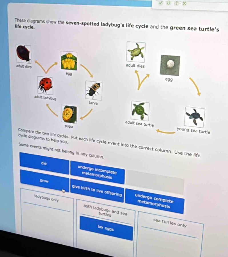 √ C ? X 
These diagrams show the seven-spotted ladybug's life cycle and the green sea turtle's 
life cycle. 
adult dies 
egg 
adult sea turtle young sea turtle 
cycle diagrams to help you. 
the two life cycles. Put each life cycle event into the correct column. Use the life 
Some events might not belong in any column. 
die 
undergo incomplete 
metamorphosis 
grow 
give birth to live offspring undergo complete 
metamorphosis 
_ 
_ladybugs only both ladybugs and sea turtles 
_ 
sea turtles only 
lay eggs