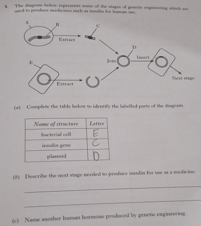 The diagram below represents some of the stages of genetic engineering which are 
used to produce medicines such as insulin for human use. 
(a) Complete the table below to identify the labelled parts of the diagram. 
(6) Describe the next stage needed to produce insulin for use as a medicine. 
_ 
_ 
(c) Name another human hormone produced by genetic engineering.