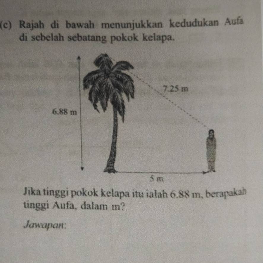 Rajah di bawah menunjukkan kedudukan Aufa 
di sebelah sebatang pokok kelapa.
7.25 m
6.88 m
5 m
Jika tinggi pokok kelapa itu ialah 6.88 m, berapakah 
tinggi Aufa, dalam m? 
Jawapan: