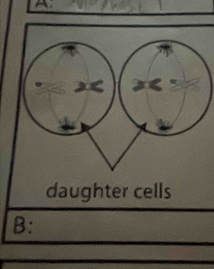 daughter cells 
B: