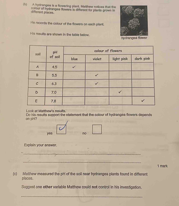 A hydrangea is a flowering plant. Matthew notices that the
colour of hydrangea flowers is different for plants grown in
different places.
He records the colour of the flowers on each plant.
His results are shown in the table below.
hydrangea flower
Look at Matthew's results.
Do his results support the statement that the colour of hydrangea flowers depends
on pH?
yes no
Explain your answer.
_
_
1 mark
(c) Matthew measured the pH of the soil near hydrangea plants found in different
places.
Suggest one other variable Matthew could not control in his investigation.
_