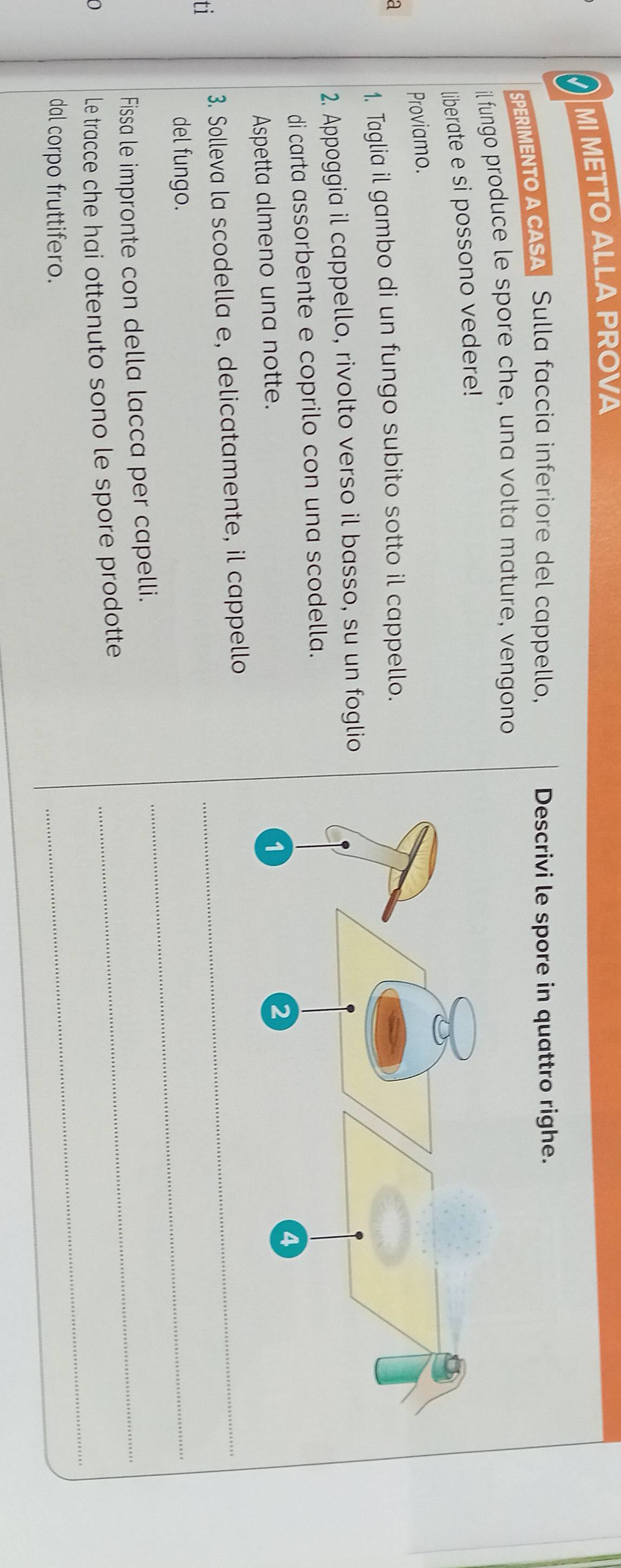 MI METTO ALLA PROVA 
ERIMENTO A CASA Sulla faccia inferiore del cappello, Descrivi le spore in quattro righe. 
il fungo produce le spore che, una volta mature, vengono 
liberate e si possono vedere! 
Proviamo. 
a 
1. Taglia il gambo di un fungo subito sotto il cappello. 
2. Appoggia il cappello, rivolto verso il basso, su un foglio 
di carta assorbente e coprilo con una scodella. 
Aspetta almeno una notte. 
ti 3. Solleva la scodella e, delicatamente, il cappello_ 
del fungo. 
_ 
Fissa le impronte con della lacca per capelli._ 
_ 
Le tracce che hai ottenuto sono le spore prodotte 
dal corpo fruttifero.
