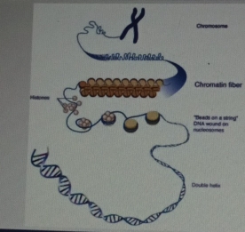 Chromatin fiber 
g''