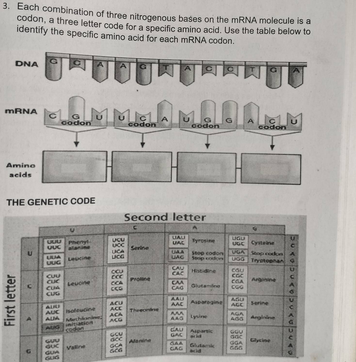 Each combination of three nitrogenous bases on the mRNA molecule is a 
codon, a three letter code for a specific amino acid. Use the table below to 
identify the specific amino acid for each mRNA codon. 
THE GENETIC CODE 
GUG