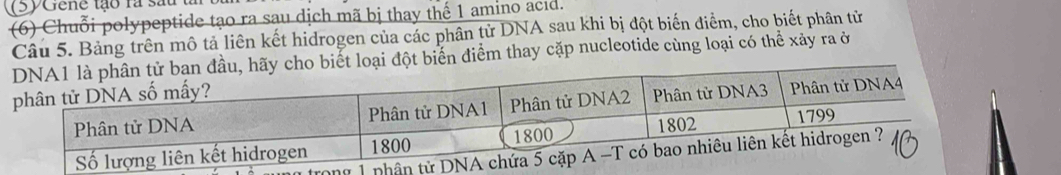 Gene tạo rà sau t 
(6) Chuỗi polypeptide tạo ra sau dịch mã bị thay thế 1 amino acıd. 
Câu 5. Bảng trên mô tả liên kết hidrogen của các phân tử DNA sau khi bị đột biến điểm, cho biết phân tử 
ển điểm thay cặp nucleotide cùng loại có thể xảy ra ở