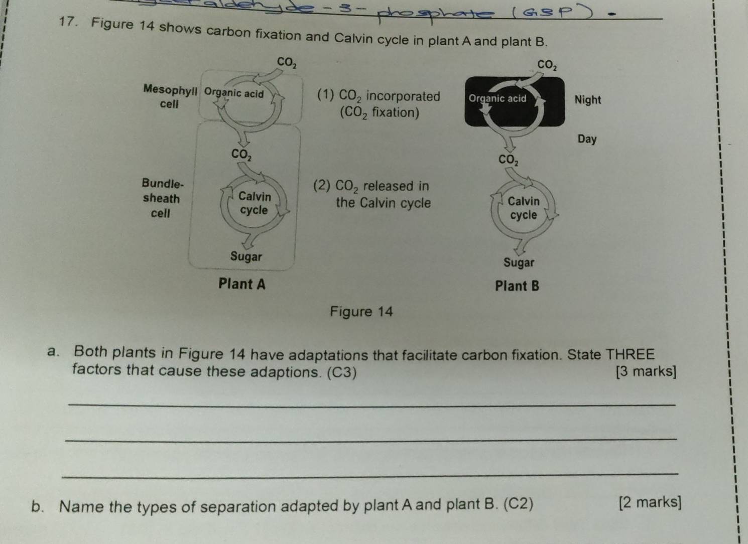 Figure 14 shows carbon fixation and Calvin cycle in plant A and plant B.
(1) CO_2 incorporated
(CO_2 fixation)
(2) CO_2 released in
the Calvin cycle
 
 
 
Figure 14
a. Both plants in Figure 14 have adaptations that facilitate carbon fixation. State THREE
factors that cause these adaptions. (C3) [3 marks]
_
_
_
b. Name the types of separation adapted by plant A and plant B. (C2) [2 marks]