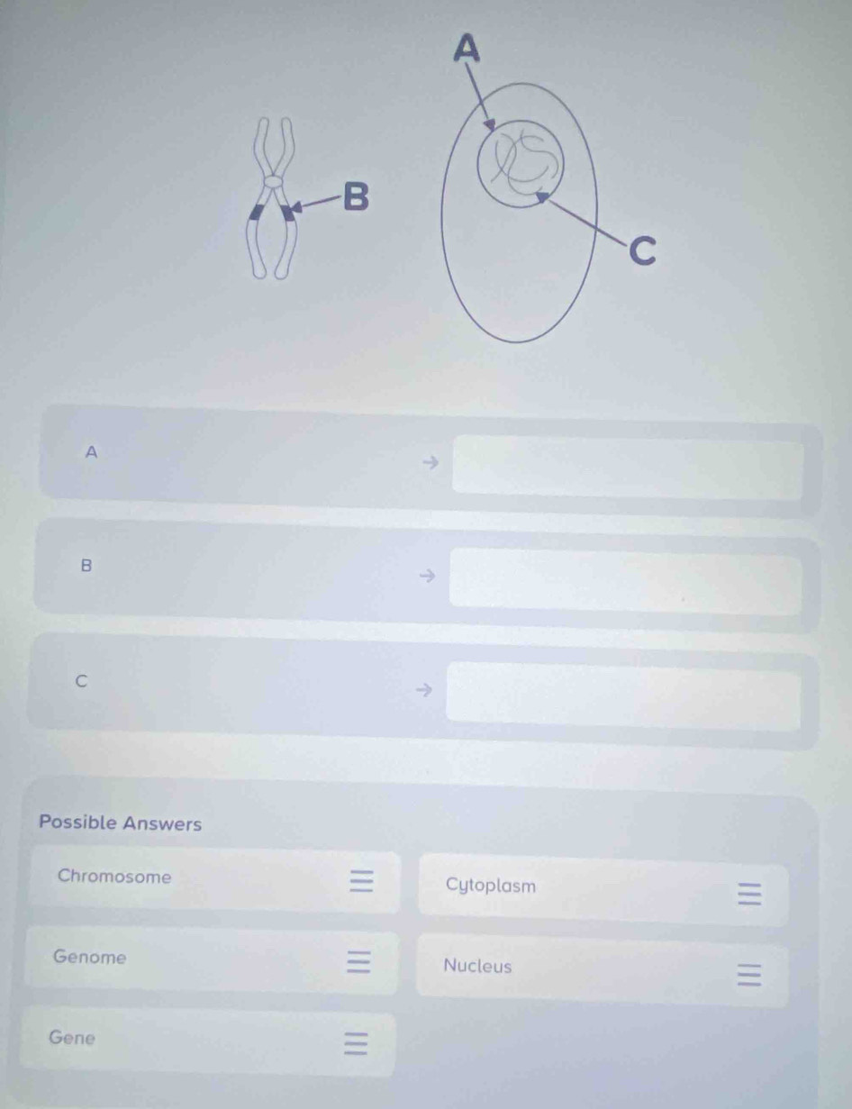 B
A
B
C
Possible Answers
Chromosome Cytoplasm
Genome
Nucleus
Gene