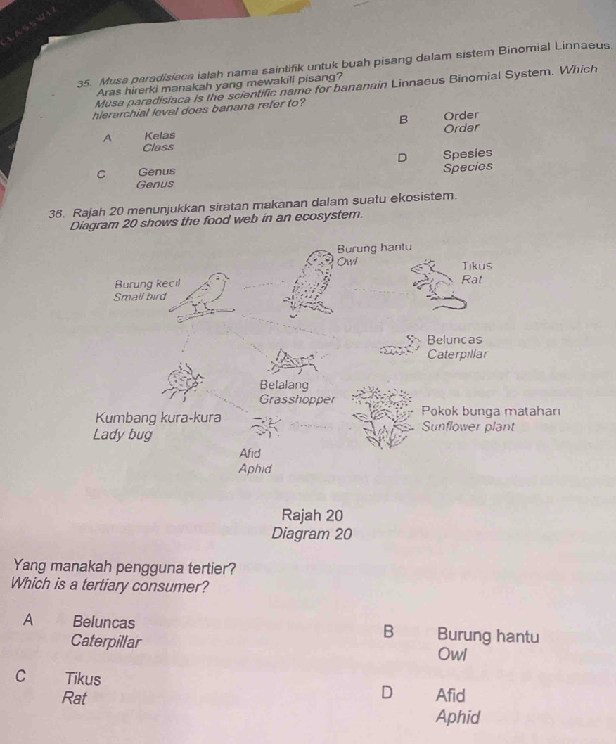 Musa paradisiaca ialah nama saintifik untuk buah pisang dalam sistem Binomial Linnaeus.
Aras hirerki manakah yang mewakili pisang?
Musa paradisiaca is the scientific name for bananain Linnaeus Binomial System. Which
hierarchial level does banana refer to?
B
A Kelas Order
Order
Class
D
C Genus Spesies
Species
Genus
36. Rajah 20 menunjukkan siratan makanan dalam suatu ekosistem.
Diagram 20 shows the food web in an ecosystem.
agram 20
Yang manakah pengguna tertier?
Which is a tertiary consumer?
A Beluncas Burung hantu
B
Caterpillar
Owl
C Tikus
D
Rat Afid
Aphid