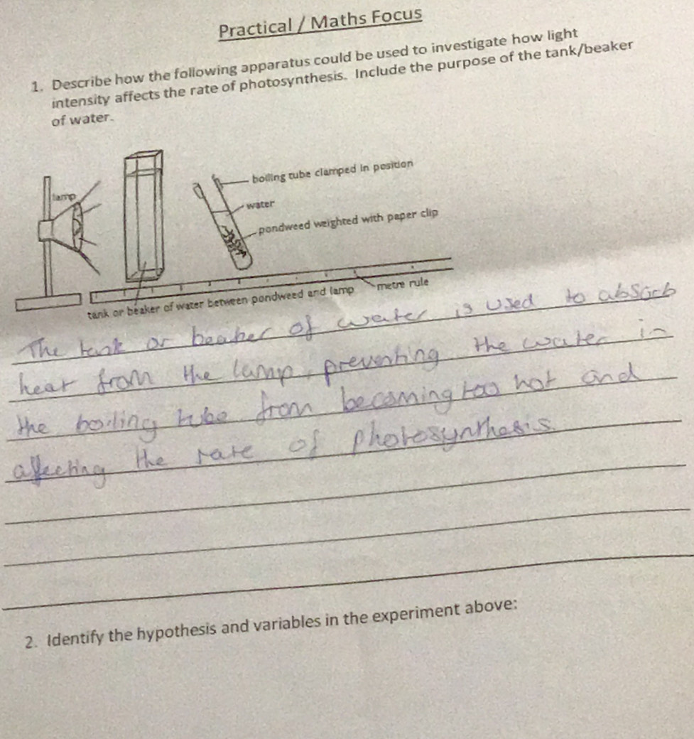 Practical / Maths Focus 
1. Describe how the following apparatus could be used to investigate how light 
intensity affects the rate of photosynthesis. Include the purpose of the tank/beaker 
of water. 
bolling tube clamped in position 
tamp 
water 
pondweed weighted with paper clip 
_tank or beaker of water between pondweed and lamp. . metre rule 
_ 
_ 
_ 
_ 
_ 
_ 
_ 
2. Identify the hypothesis and variables in the experiment above: