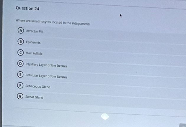 Where are keratinocytes located in the integument?
A Arrectar Pili
B Epidermis
Hair Follicle
D Papillary Layer of the Dermis
E Reticular Layer of the Dermis
F Sebaceous Gland
G Sweat Gland