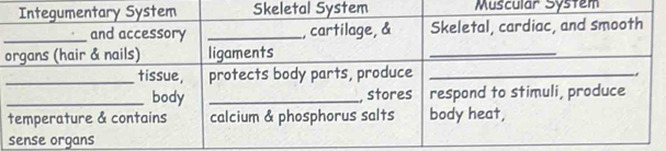 Muscular System 
o