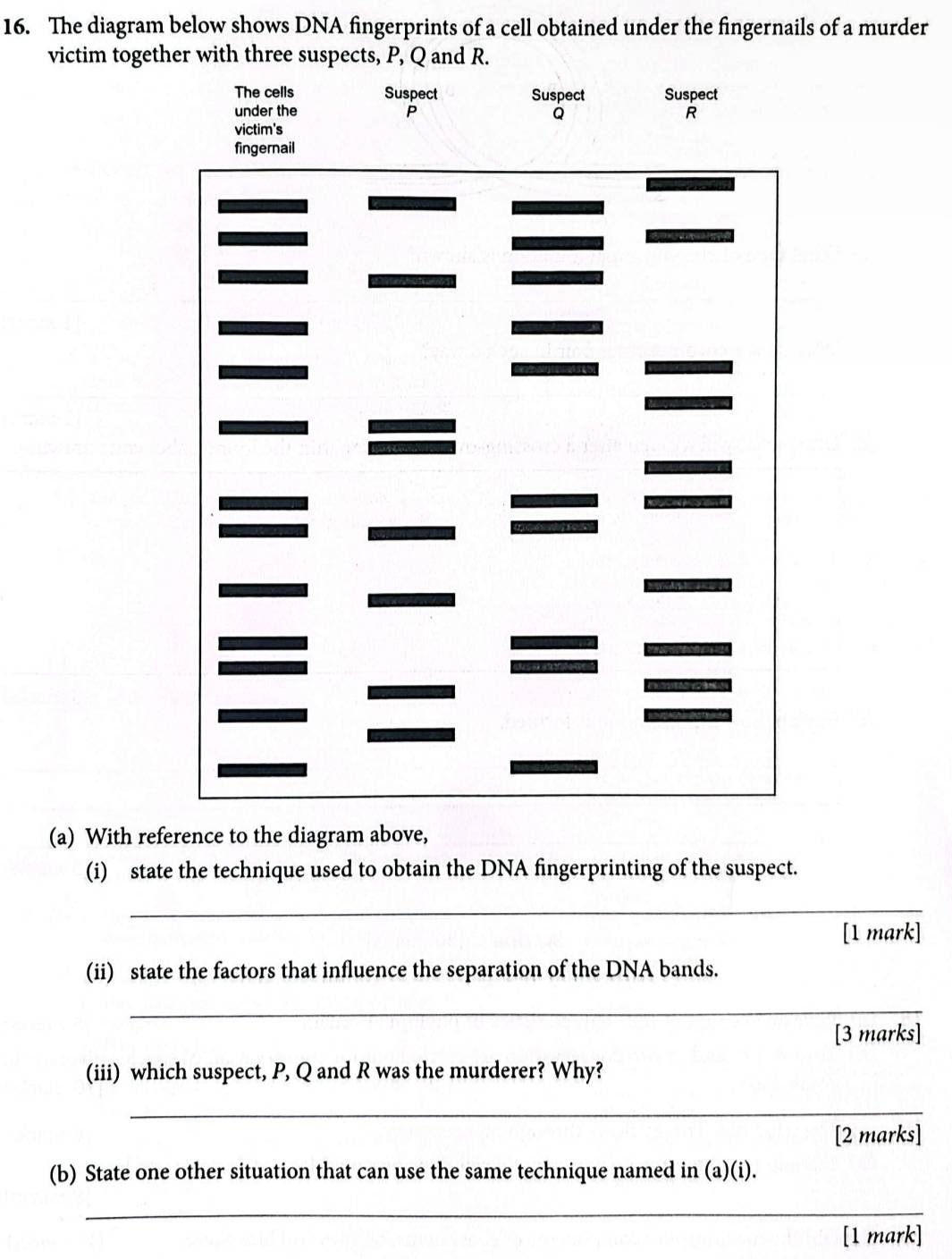 The diagram below shows DNA fingerprints of a cell obtained under the fingernails of a murder 
victim together with three suspects, P, Q and R. 
The cells Suspect Suspect Suspect 
under the P Q
victim's 
(a) With reference to the diagram above, 
(i) state the technique used to obtain the DNA fingerprinting of the suspect. 
_ 
[1 mark] 
(ii) state the factors that influence the separation of the DNA bands. 
_ 
[3 marks] 
(iii) which suspect, P, Q and R was the murderer? Why? 
_ 
[2 marks] 
(b) State one other situation that can use the same technique named in (a)(i). 
_ 
[1 mark]