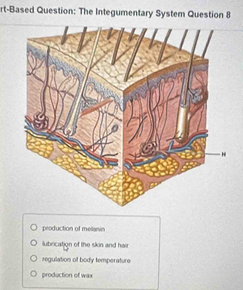 rt-Based Question; The Integumentary System Question 8
production of melanin
lubrication of the skin and hair
regulation of body temperature
production of wax