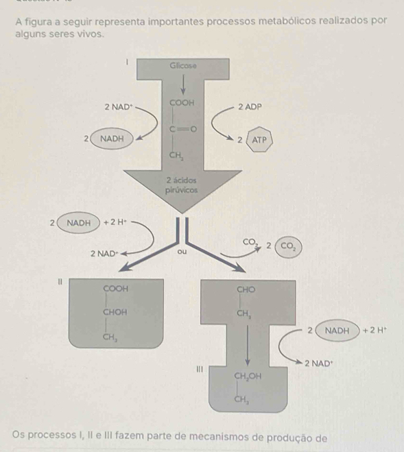 A figura a seguir representa importantes processos metabólicos realizados por
alguns seres vivos.
| COOH
CHO
CHOH
CH_3
2 NADH +2H^+
CH_3
2NAD^+
CH_2OH
CH_3
Os processos I, II e III fazem parte de mecanismos de produção de