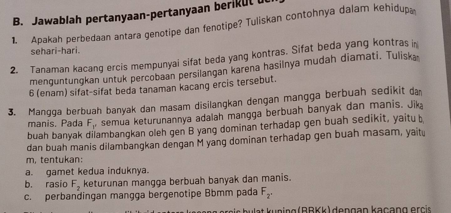 Jawablah pertanyaan-pertanyaan be 
1. Apakah perbedaan antara genotipe dan fenotipe? Tuliskan contohnya dalam kehidupan 
sehari-hari. 
2. Tanaman kacang ercis mempunyai sifat beda yang kontras. Sifat beda yang kontras in 
menguntungkan untuk percobaan persilangan karena hasilnya mudah diamati. Tuliskan 
6 (enam) sifat-sifat beda tanaman kacang ercis tersebut. 
3. Mangga berbuah banyak dan masam disilangkan dengan mangga berbuah sedikit dam 
manis. Pada F_1 , semua keturunannya adalah mangga berbuah banyak dan manis. Jika 
buah banyak dilambangkan oleh gen B yang dominan terhadap gen buah sedikit, yaitu b 
dan buah manis dilambangkan dengan M yang dominan terhadap gen buah masam, yaitu 
m, tentukan: 
a. gamet kedua induknya. 
b. rasio F_2 keturunan mangga berbuah banyak dan manis. 
c. perbandingan mangga bergenotipe Bbmm pada F_2. 
aulat kuning (BBKk) dengan kaçang ercis