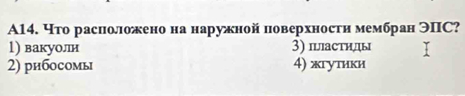 A14. Что расположено на наружной поверхности мембран ЭПC?
l) вакуоли 3) пастндь
2) рибосомь 4) жгутики