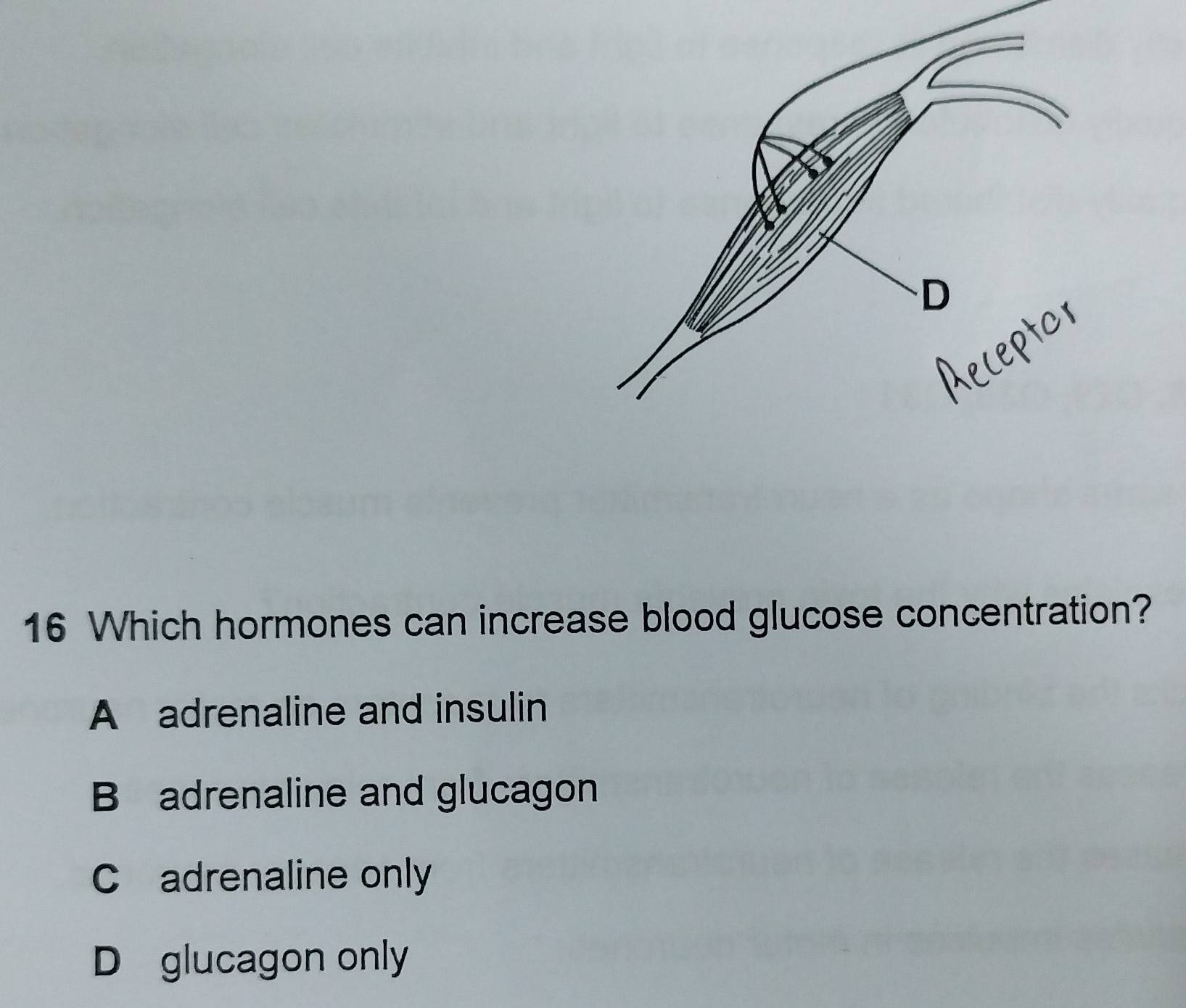 Which hormones can increase blood glucose concentration?
A adrenaline and insulin
B adrenaline and glucagon
C adrenaline only
D glucagon only