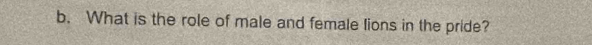 What is the role of male and female lions in the pride?