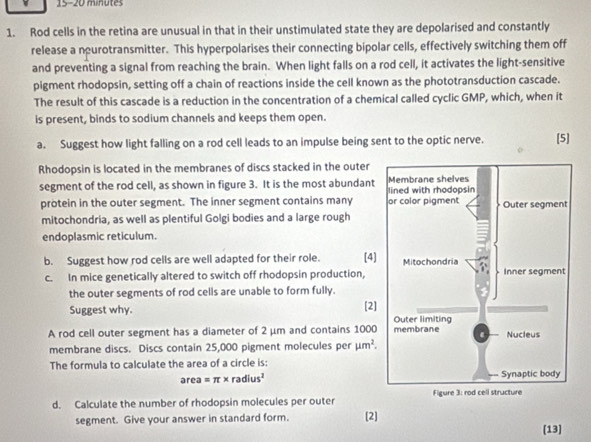 15-20 minutes 
1. Rod cells in the retina are unusual in that in their unstimulated state they are depolarised and constantly 
release a nurotransmitter. This hyperpolarises their connecting bipolar cells, effectively switching them off 
and preventing a signal from reaching the brain. When light falls on a rod cell, it activates the light-sensitive 
pigment rhodopsin, setting off a chain of reactions inside the cell known as the phototransduction cascade. 
The result of this cascade is a reduction in the concentration of a chemical called cyclic GMP, which, when it 
is present, binds to sodium channels and keeps them open. 
a. Suggest how light falling on a rod cell leads to an impulse being sent to the optic nerve. [5] 
Rhodopsin is located in the membranes of discs stacked in the outer 
segment of the rod cell, as shown in figure 3. It is the most abundant 
protein in the outer segment. The inner segment contains many 
mitochondria, as well as plentiful Golgi bodies and a large rough 
endoplasmic reticulum. 
b. Suggest how rod cells are well adapted for their role. [4] 
c. In mice genetically altered to switch off rhodopsin production, 
the outer segments of rod cells are unable to form fully. 
Suggest why. [2] 
A rod cell outer segment has a diameter of 2 μm and contains 1000
membrane discs. Discs contain 25,000 pigment molecules per mu m^2. 
The formula to calculate the area of a circle is:
area=π * radius^2
d. Calculate the number of rhodopsin molecules per outer 
segment. Give your answer in standard form. [2] 
[13]