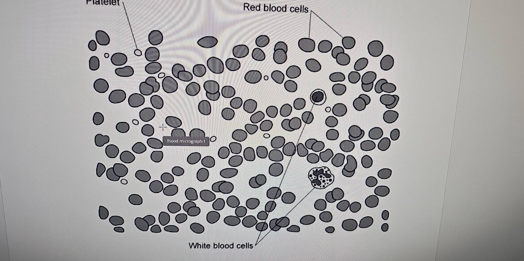 Red blood cells