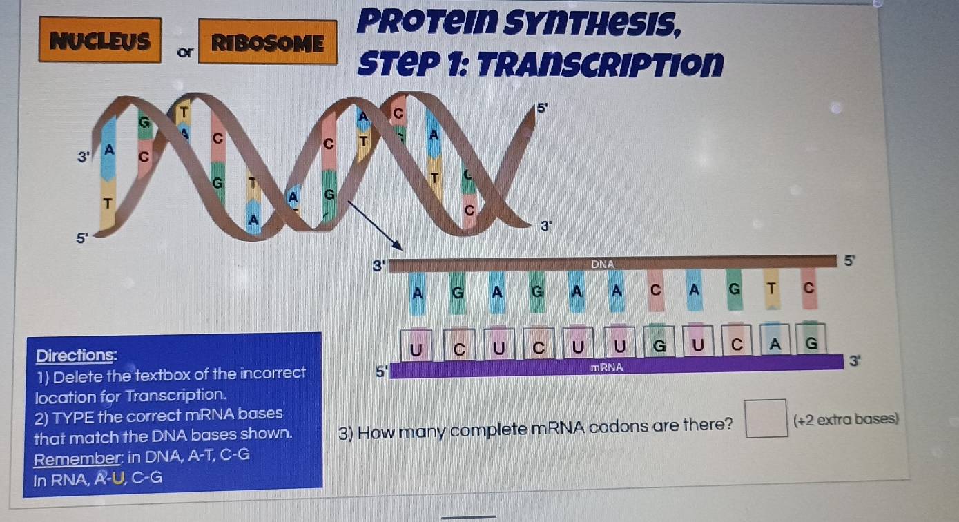 Protein Synthesis,
NUCLEUS or
RIBOSOME
Step 1: Transcription
3'
DNA
5'
A G A G A A C A G T C
Directions: U C U U G U C A G
U C
mRNA
1) Delete the textbox of the incorrect 5' 3'
location for Transcription.
2) TYPE the correct mRNA bases
that match the DNA bases shown. 3) How many complete mRNA codons are there? □ (+2 extra bases)
Remember: in DNA, A-T, C-G
In RNA, A-U, C-G