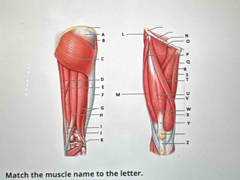 Match the muscle name to the letter.