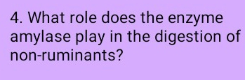 What role does the enzyme 
amylase play in the digestion of 
non-ruminants?