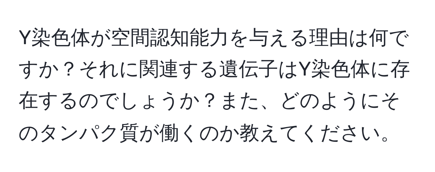 Y染色体が空間認知能力を与える理由は何ですか？それに関連する遺伝子はY染色体に存在するのでしょうか？また、どのようにそのタンパク質が働くのか教えてください。