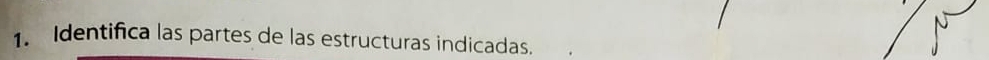 Identifica las partes de las estructuras indicadas.