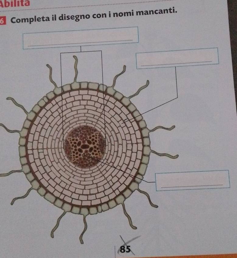 Ábilita 
Completa il disegno con i nomi mancanti.
85