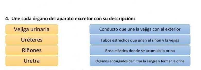 Une cada órgano del aparato excretor con su descripción:
Vejiga urinaria Conducto que une la vejiga con el exterior
Uréteres Tubos estrechos que unen el riñón y la vejiga
Riñones Bosa elástica donde se acumula la orina
Uretra Órganos encargados de filtrar la sangre y formar la orina