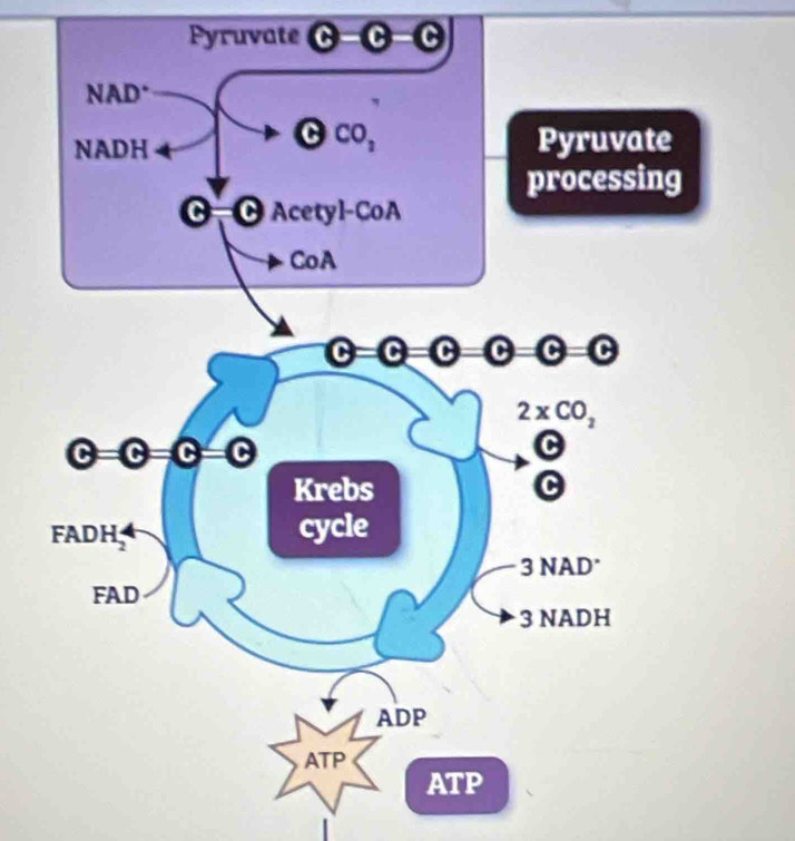 Pyruvate C