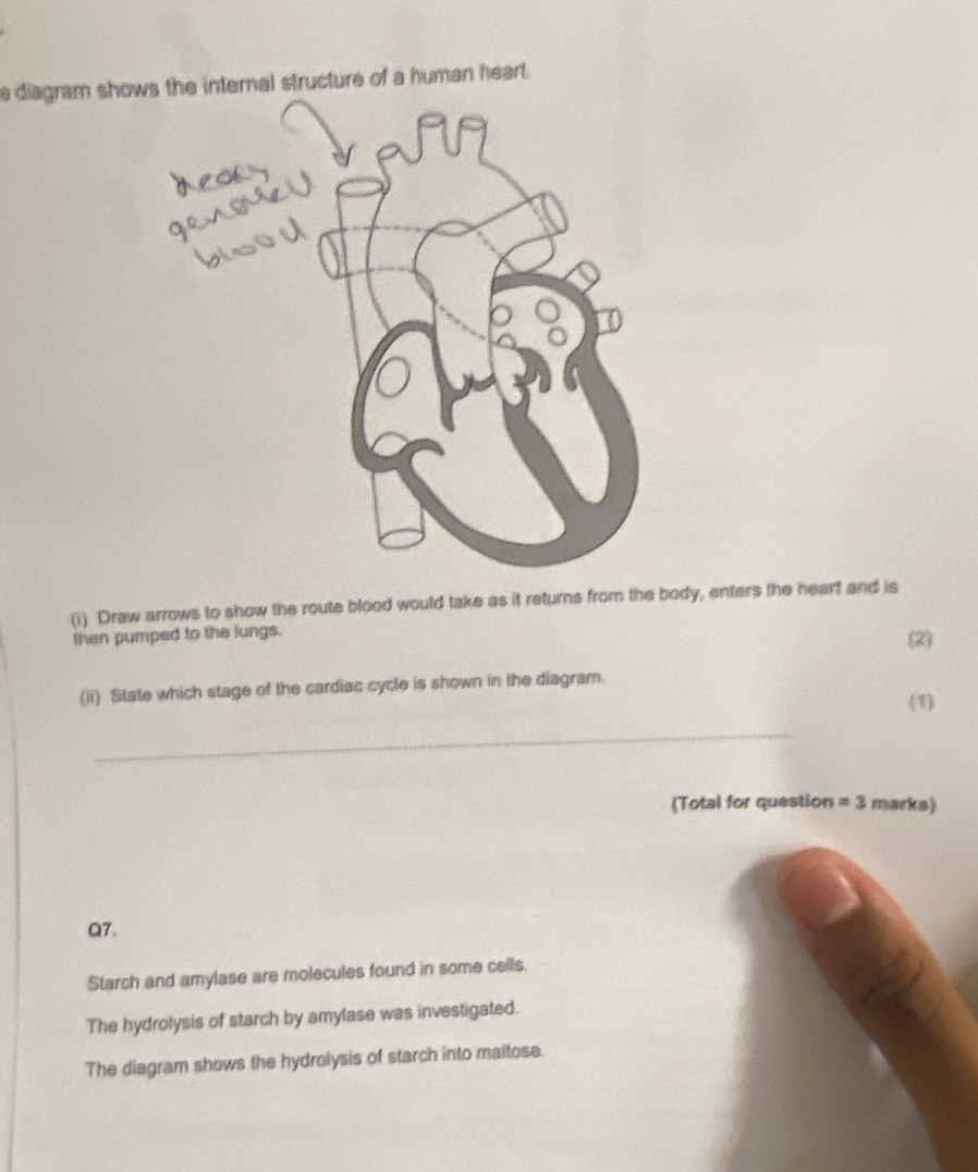 diagram shows the internal structure of a human heart. 
(i) Draw arrows to show the route blood would take as it returns from the body, enters the heart and is 
then pumped to the lungs. (2) 
(ii) State which stage of the cardiac cycle is shown in the diagram. 
(1) 
_ 
(Total for question =3 marks) 
Q7. 
Starch and amylase are molecules found in some cells. 
The hydrolysis of starch by amylase was investigated. 
The diagram shows the hydrolysis of starch into maitose.