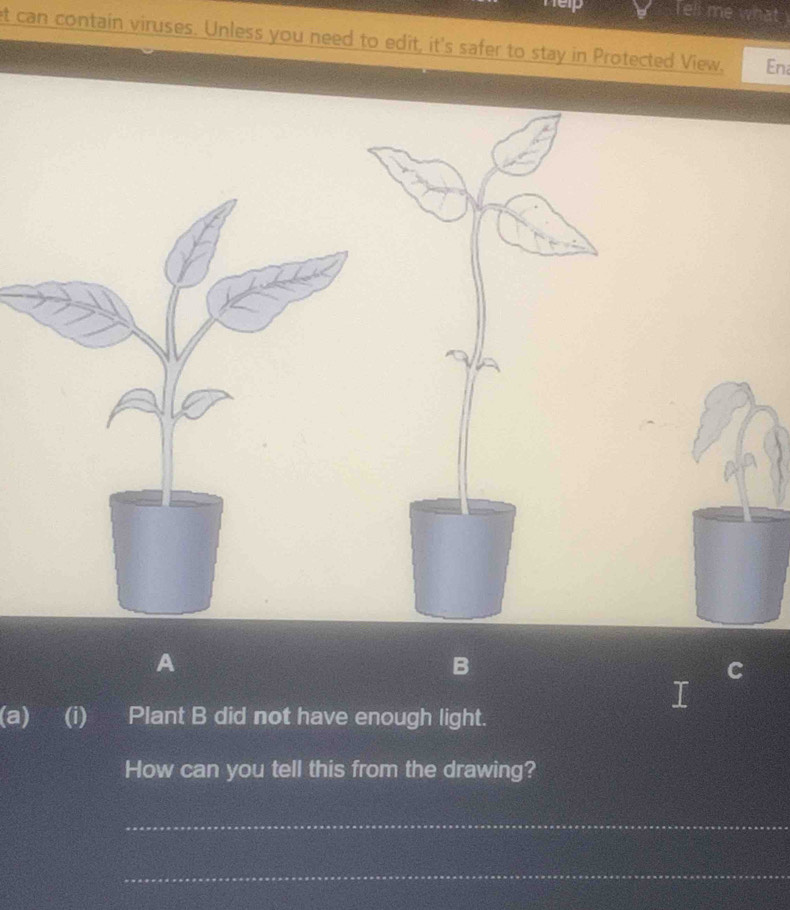 Tell me what 
t can contain viruses. Unless you need to edit, it's safer to stay in Protected View. En 
A 
B 
C 
(a) (i) Plant B did not have enough light. 
How can you tell this from the drawing? 
_ 
_