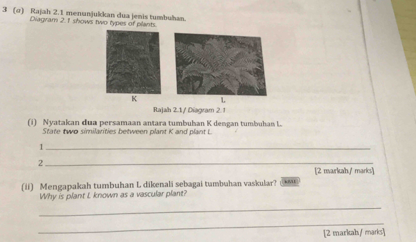 3 (@) Rajah 2.1 menunjukkan dua jenis tumbuhan. 
Diagram 2.1 shows two types of plants.
K
L
Rajah 2.1/ Diagram 2.1 
(i) Nyatakan dua persamaan antara tumbuhan K dengan tumbuhan L. 
State two similarities between plant K and plant L. 
_1 
_2 
[2 markah/ marks] 
(ii) Mengapakah tumbuhan L dikenali sebagai tumbuhan vaskular? [ KBAT 
Why is plant L known as a vascular plant? 
_ 
_ 
[2 markah/ marks]