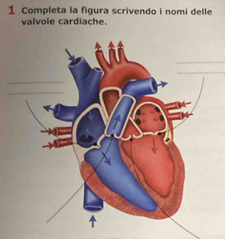 Completa la figura scrivendo i nomi delle 
valvole cardiache. 
_ 
_